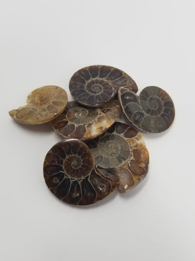 Natural - Ammonite Fossil - (Over 100 Million Years)