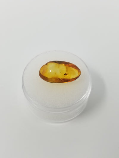 Natural - Baltic Amber - (44 Ma)