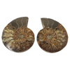 Ammonite Pair - Large AAA Quality