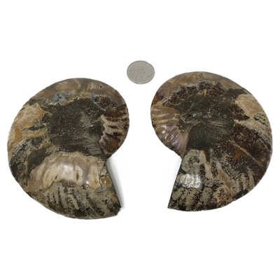 Ammonite Pair - Large AAA Quality