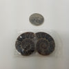 Ammonite - Small Pair AAA Quality