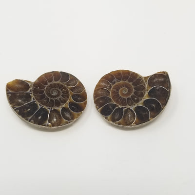 Ammonite - Small Pair AAA Quality