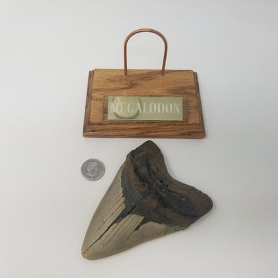 Megalodon Tooth - 5.1"