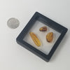 Baltic Amber Set of 3 in Display