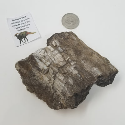 Dinosaur Bone Fragment - Hadrosaur
