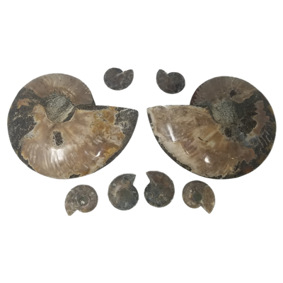 Ammonite Lot - AAA Quality (8)